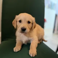 Cooper, a male Golden Retriever for sale in Alma, GA – Photo 2 of 6