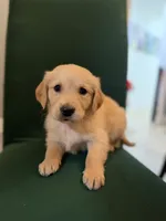 Cooper, a male Golden Retriever for sale in Alma, GA – Photo 2 of 6
