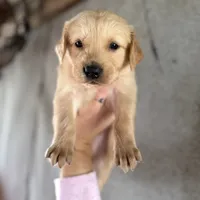 Cooper, a male Golden Retriever for sale in Alma, GA – Photo 3 of 6
