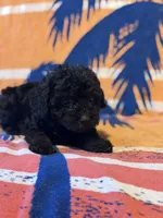Peabody , a male Yorkipoo for sale in Alma, GA – 6 of 9