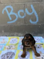 Jr, a male Basset Hound for sale in Alma, GA – 2 of 3