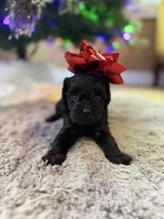 Betty, a female Yorkipoo for sale in Alma, GA – Photo 2 of 7