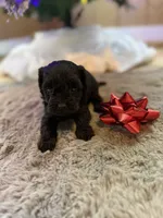 Betty, a female Yorkipoo for sale in Alma, GA – Photo 5 of 7