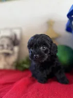 Betty, a female Yorkipoo for sale in Alma, GA – Photo 6 of 7