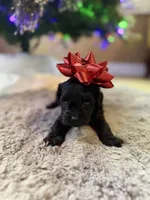 Betty, a female Yorkipoo for sale in Alma, GA – Photo 4 of 7