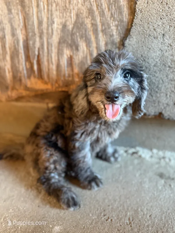 Pearl – Miniature Goldendoodle puppy for sale in Alma, GA
