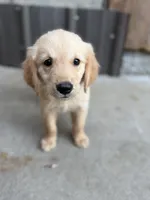 Wallen, a male Golden Retriever for sale in Alma, GA – 9 of 9