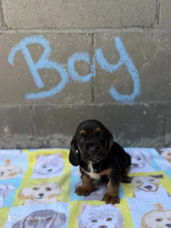Hank – Basset Hound puppy for sale in Alma, GA