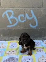 Hank, a male Basset Hound for sale in Alma, GA – 1 of 3