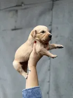 Monty, a male Golden Retriever for sale in Alma, GA – Photo 2 of 2