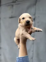 Monty, a male Golden Retriever for sale in Alma, GA – Photo 1 of 2