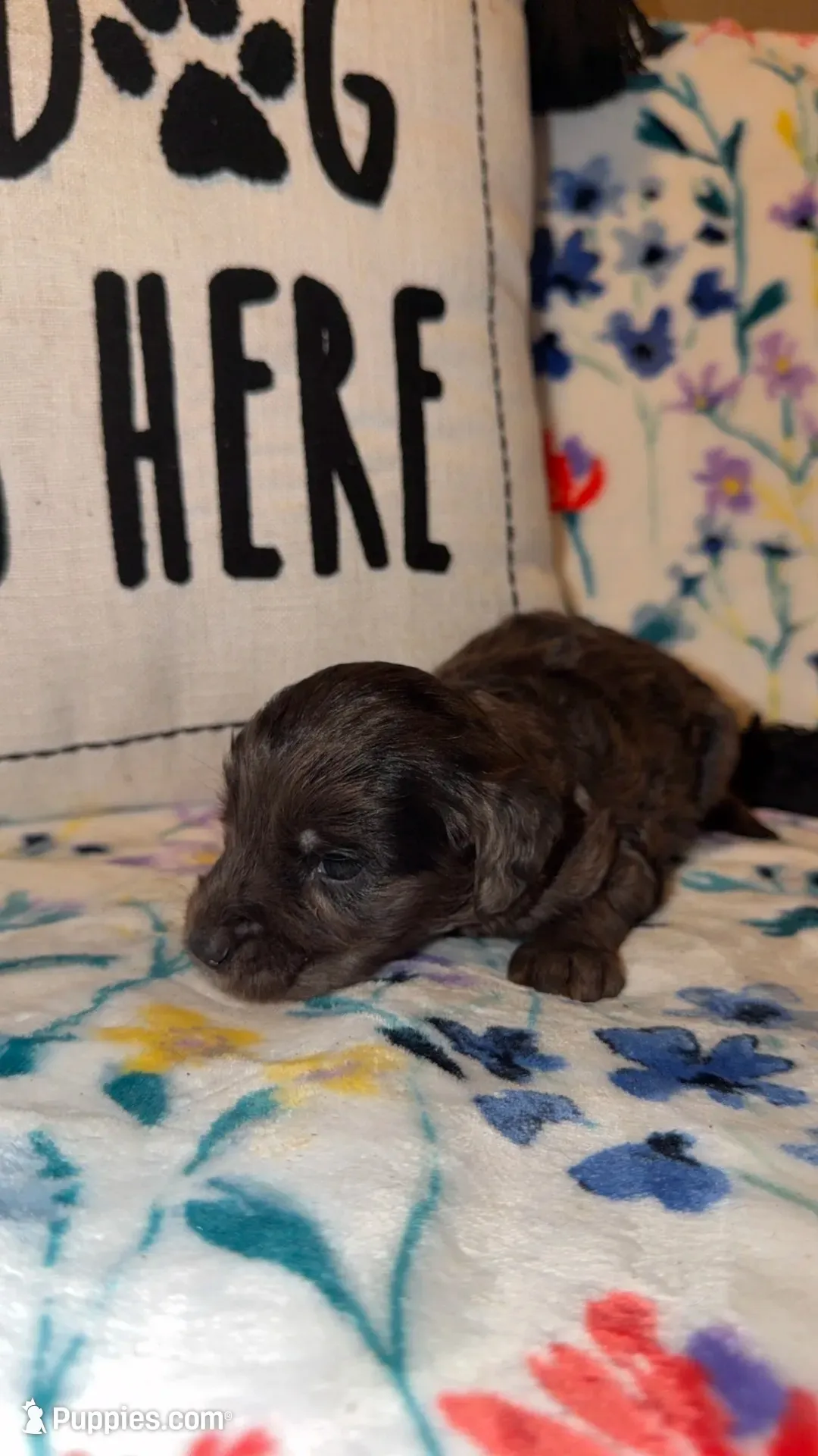 Pearl, a male Miniature Goldendoodle for sale in Alma, GA – 4 of 10