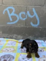 Harry, a male Basset Hound for sale in Alma, GA – 3 of 4