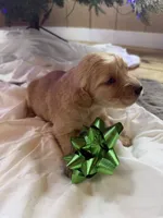 Bo, a male Miniature Goldendoodle for sale in Alma, GA – Photo 1 of 3