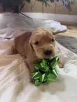 Bo, a male Miniature Goldendoodle for sale in Alma, GA – Photo 3 of 3