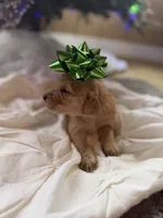 Bo, a male Miniature Goldendoodle for sale in Alma, GA – Photo 2 of 3