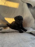 Smoke, a male Yorkipoo for sale in Alma, GA – 2 of 3