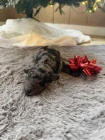 Pearl, a female Miniature Goldendoodle for sale in Alma, GA – Photo 2 of 3