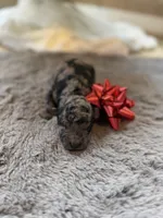 Pearl, a female Miniature Goldendoodle for sale in Alma, GA – Photo 1 of 3