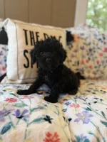 Smoke, a male Yorkipoo for sale in Alma, GA – 9 of 10