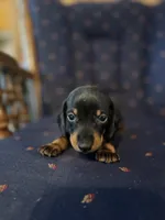 Mr Weiner , a male Miniature Dachshund for sale in Alma, GA – 4 of 4