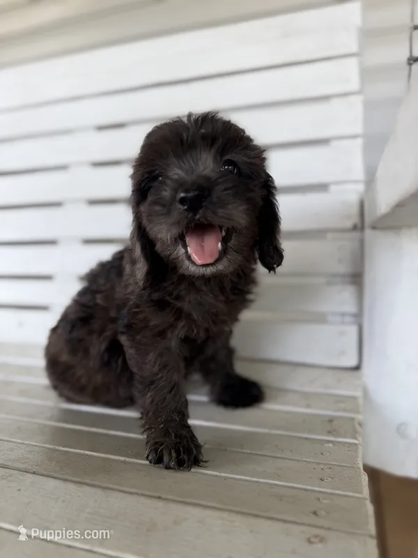 Blue – Miniature Goldendoodle puppy for sale in Alma, GA