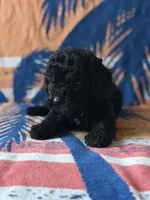 Smoke, a male Yorkipoo for sale in Alma, GA – 7 of 10