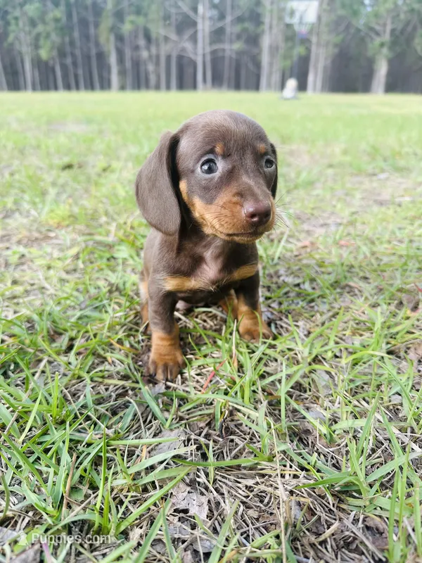 Coco, a female Miniature Dachshund for sale in Alma, GA – Photo 1 of 6
