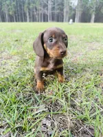Coco, a female Miniature Dachshund for sale in Alma, GA – Photo 1 of 6