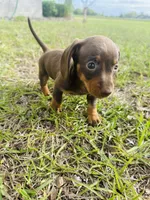Coco, a female Miniature Dachshund for sale in Alma, GA – Photo 6 of 6