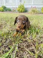 Coco, a female Miniature Dachshund for sale in Alma, GA – Photo 5 of 6