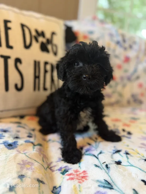 Izzy – Yorkipoo puppy for sale in Alma, GA