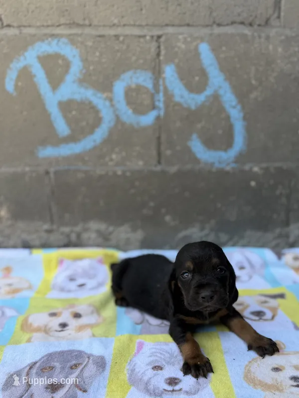 Willis – Basset Hound puppy for sale in Alma, GA