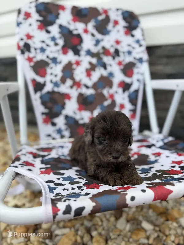 Pearl – Miniature Goldendoodle puppy for sale in Alma, GA