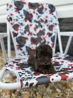 Pearl, a male Miniature Goldendoodle for sale in Alma, GA – 2 of 10