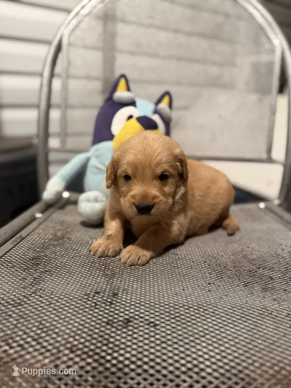 Cowboy – Golden Retriever puppy for sale in Alma, GA