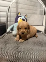 Cowboy, a male Golden Retriever for sale in Alma, GA – 1 of 3