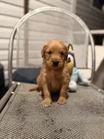 Red Man, a male Golden Retriever for sale in Alma, GA – 3 of 4