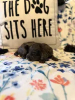 Pearl, a female Miniature Goldendoodle for sale in Alma, GA – 4 of 6