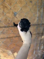 Hank, a male Yorkipoo for sale in Alma, GA – Photo 1 of 4