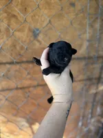 Hank, a male Yorkipoo for sale in Alma, GA – Photo 4 of 4