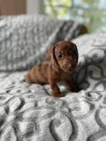 Red, a male Miniature Dachshund for sale in Alma, GA – 3 of 4