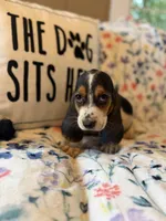 Tri, a male Basset Hound for sale in Alma, GA – 4 of 5