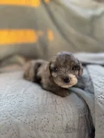 Mangle, a female Yorkipoo for sale in Alma, GA – 4 of 5