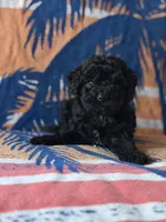 Smoke, a male Yorkipoo for sale in Alma, GA – 5 of 10
