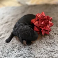 Deddie, a female Miniature Goldendoodle for sale in Alma, GA – Photo 3 of 8