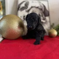 Deddie, a female Miniature Goldendoodle for sale in Alma, GA – Photo 4 of 8