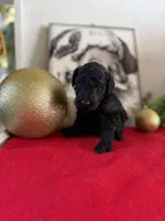 Deddie, a female Miniature Goldendoodle for sale in Alma, GA – Photo 4 of 8