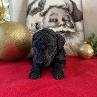 Deddie, a female Miniature Goldendoodle for sale in Alma, GA – Photo 8 of 8