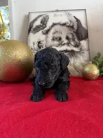 Deddie, a female Miniature Goldendoodle for sale in Alma, GA – Photo 8 of 8